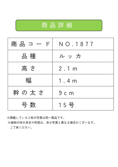 【法人限定】ルッカ（オリーブの木）｜XL｜NO.1877｜約210cm｜人気・寒冷地OK 株式会社鶴亀園