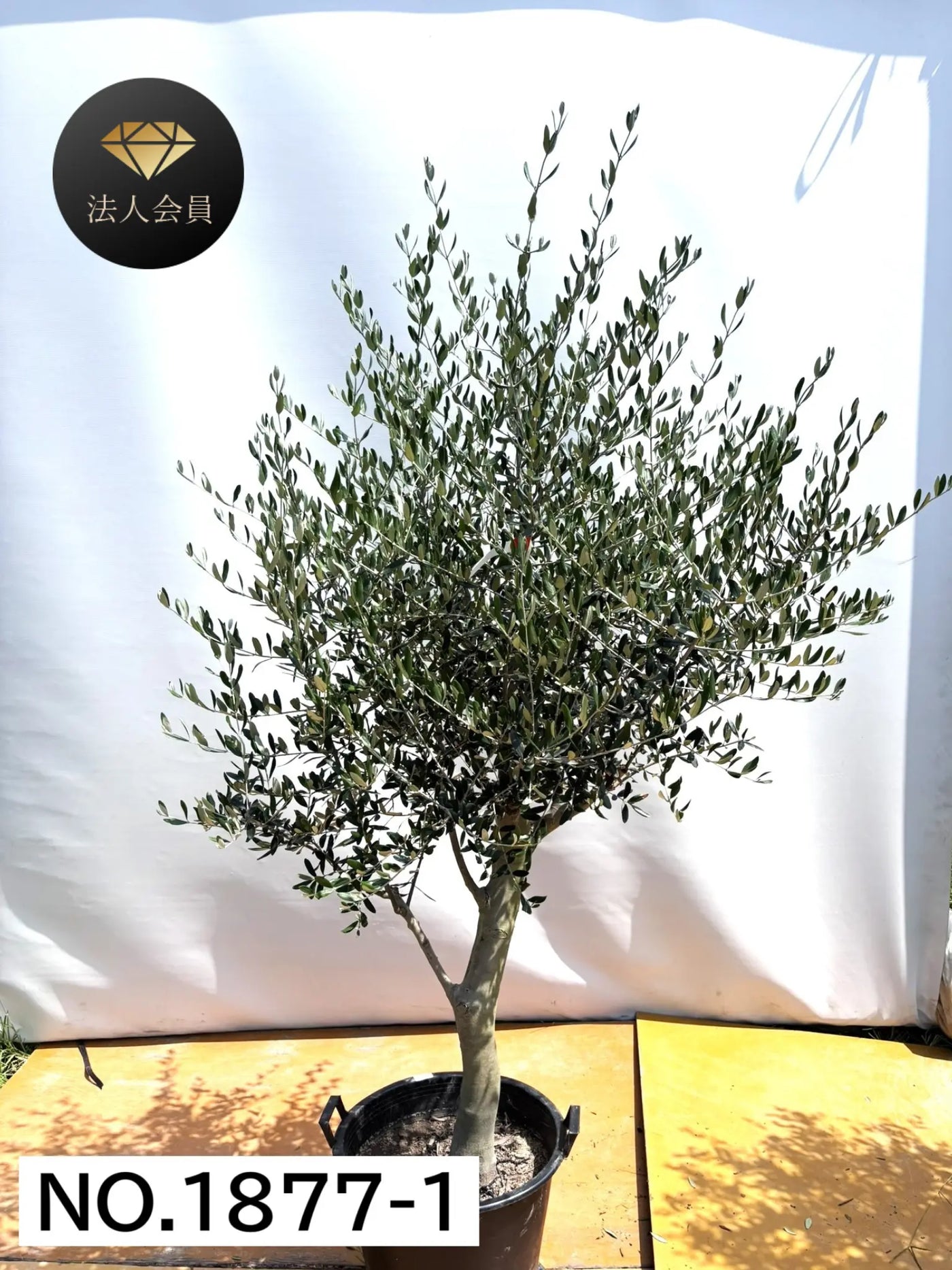 【法人限定】ルッカ（オリーブの木）｜XL｜NO.1877｜約210cm｜人気・寒冷地OK 株式会社鶴亀園