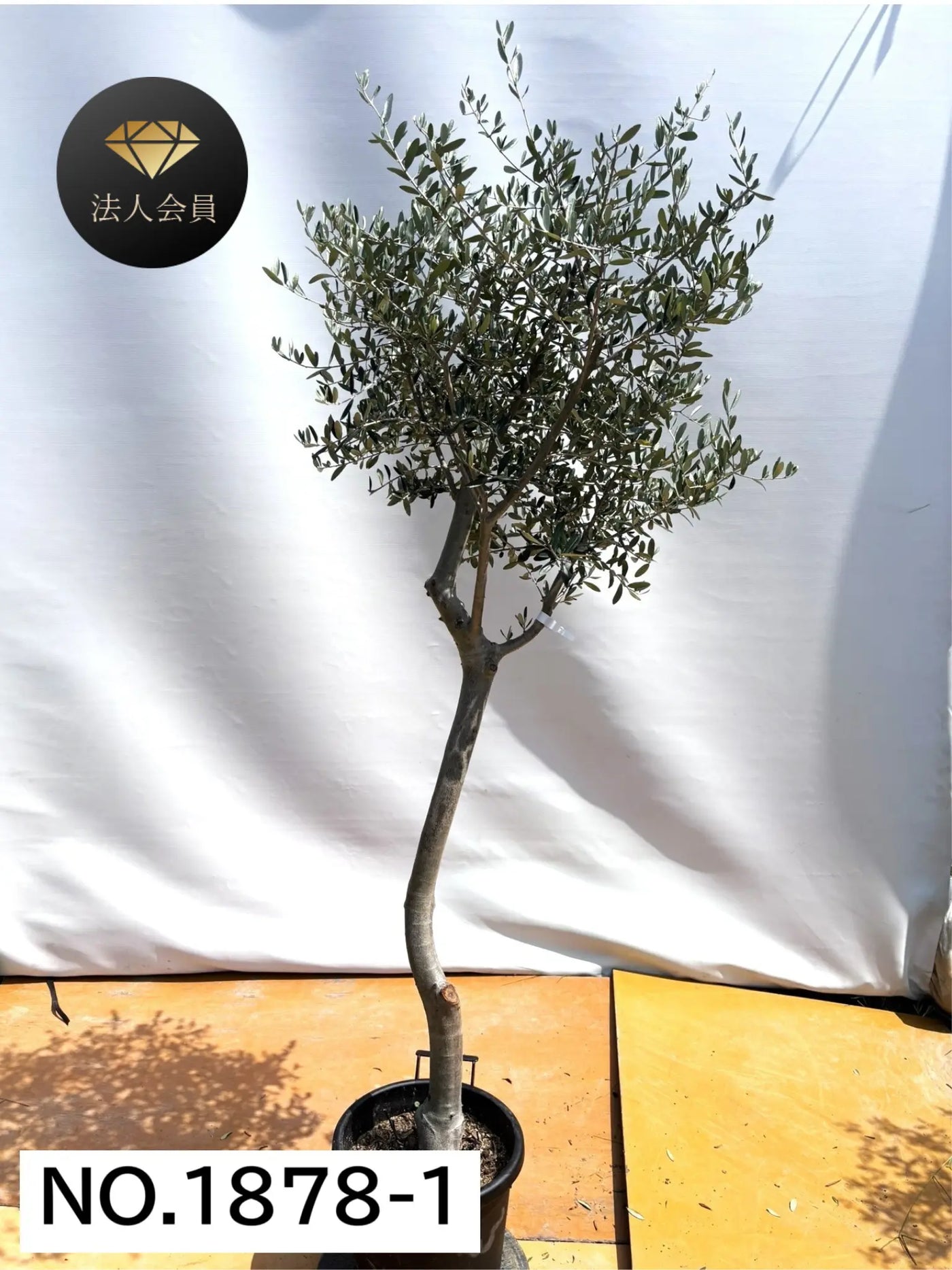 【法人限定】ルッカ（オリーブの木）｜XL｜NO.1878｜約200cm｜人気・寒冷地OK 株式会社鶴亀園