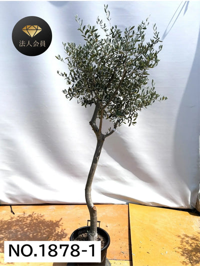 【法人限定】ルッカ（オリーブの木）｜XL｜NO.1878｜約200cm｜人気・寒冷地OK 株式会社鶴亀園