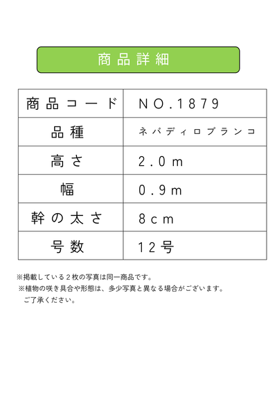 【法人限定】ネバディロブランコ（オリーブの木）｜XL｜NO.1879｜約200cm｜人気・開帳型 株式会社鶴亀園