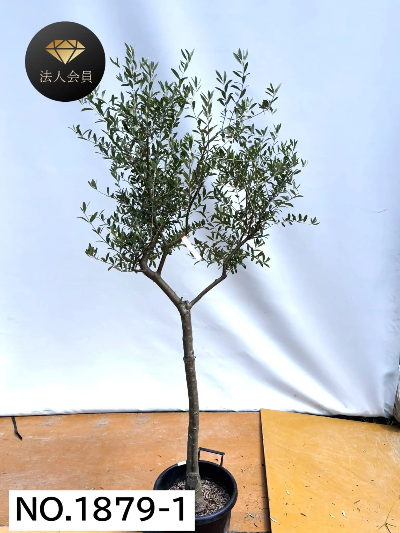 【法人限定】ネバディロブランコ（オリーブの木）｜XL｜NO.1879｜約200cm｜人気・開帳型 株式会社鶴亀園
