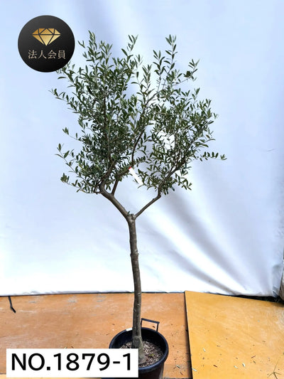 【法人限定】ネバディロブランコ（オリーブの木）｜XL｜NO.1879｜約200cm｜人気・開帳型 株式会社鶴亀園