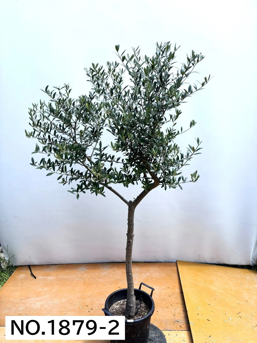 風格ある古木オリーブ - 株式会社鶴亀園 – ページ11