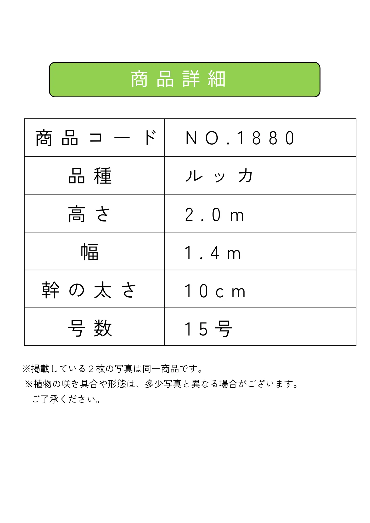 ルッカ（オリーブの木）｜XL｜NO.1880｜約200cm｜人気・寒冷地OK
