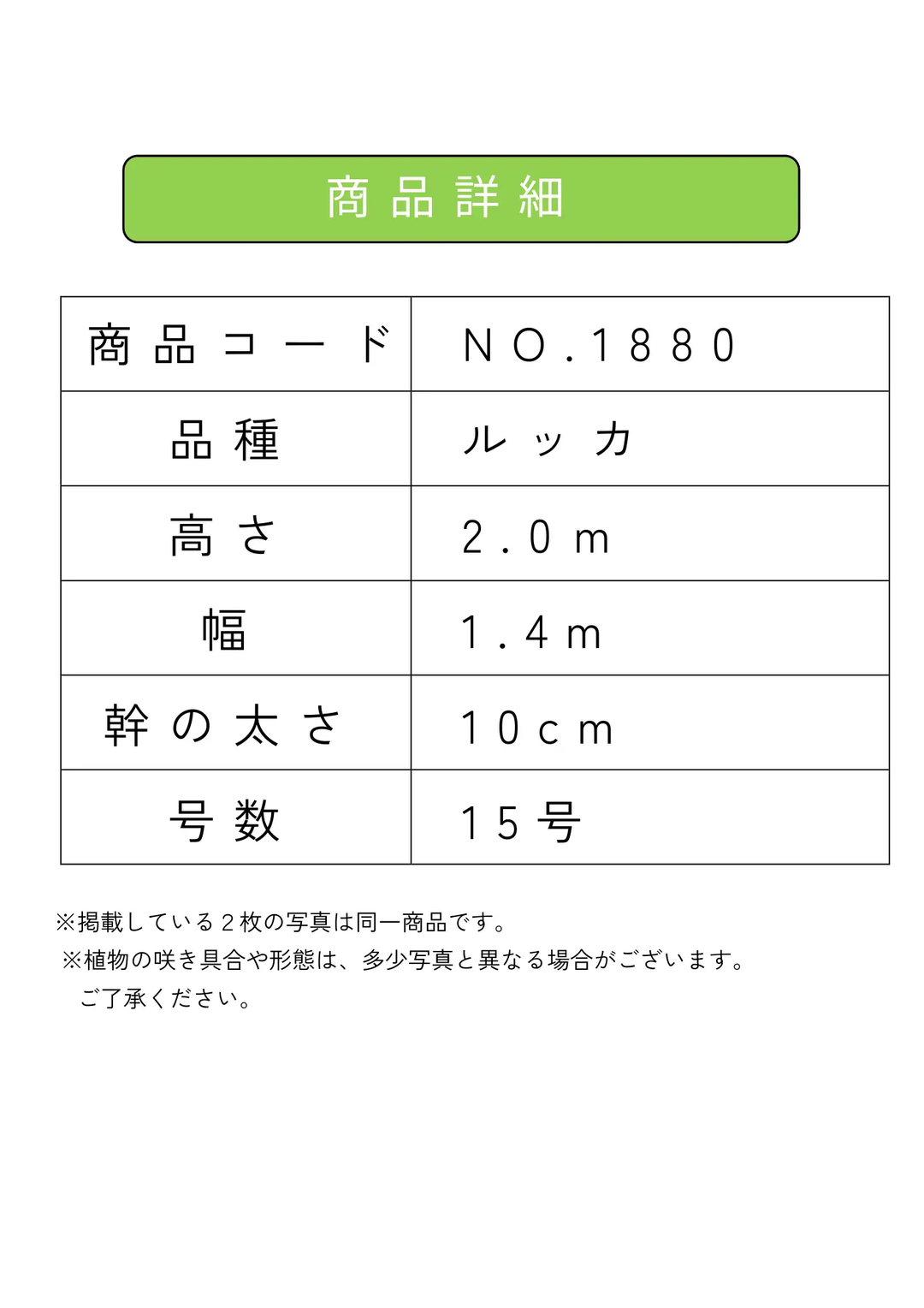 ルッカ（オリーブの木）｜XL｜NO.1880｜約200cm｜人気・寒冷地OK
