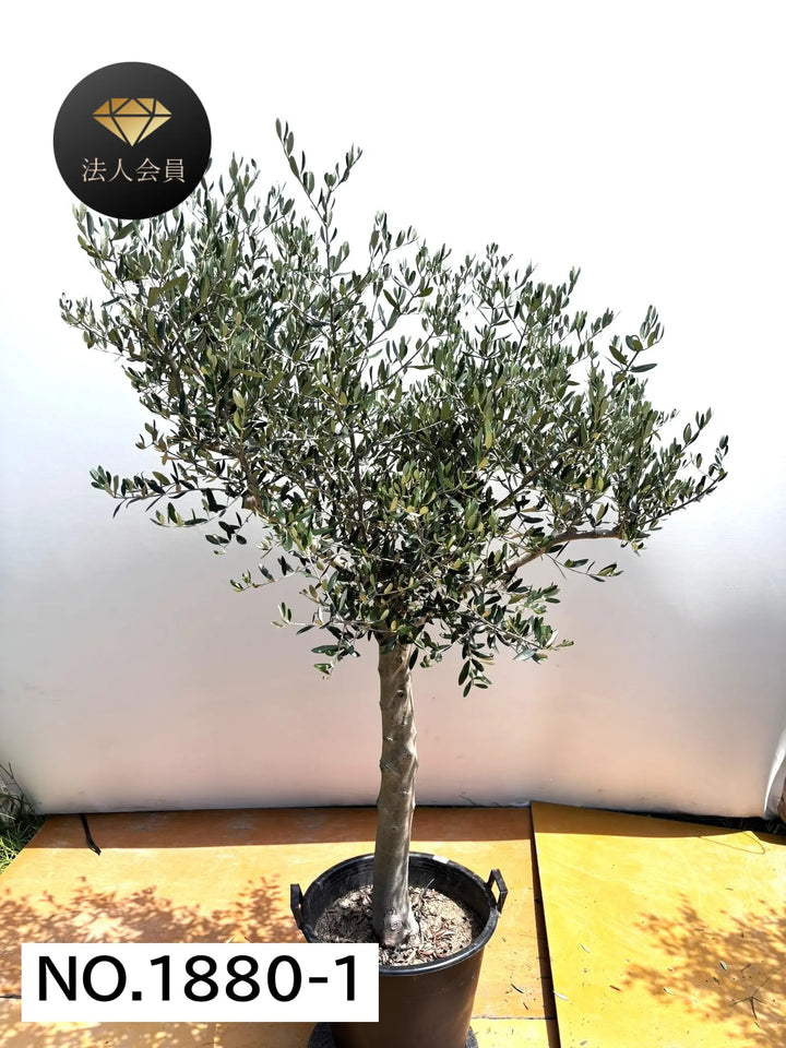 法人限定】ルッカ（オリーブの木）｜XL｜NO.1880｜約200cm｜人気・寒冷