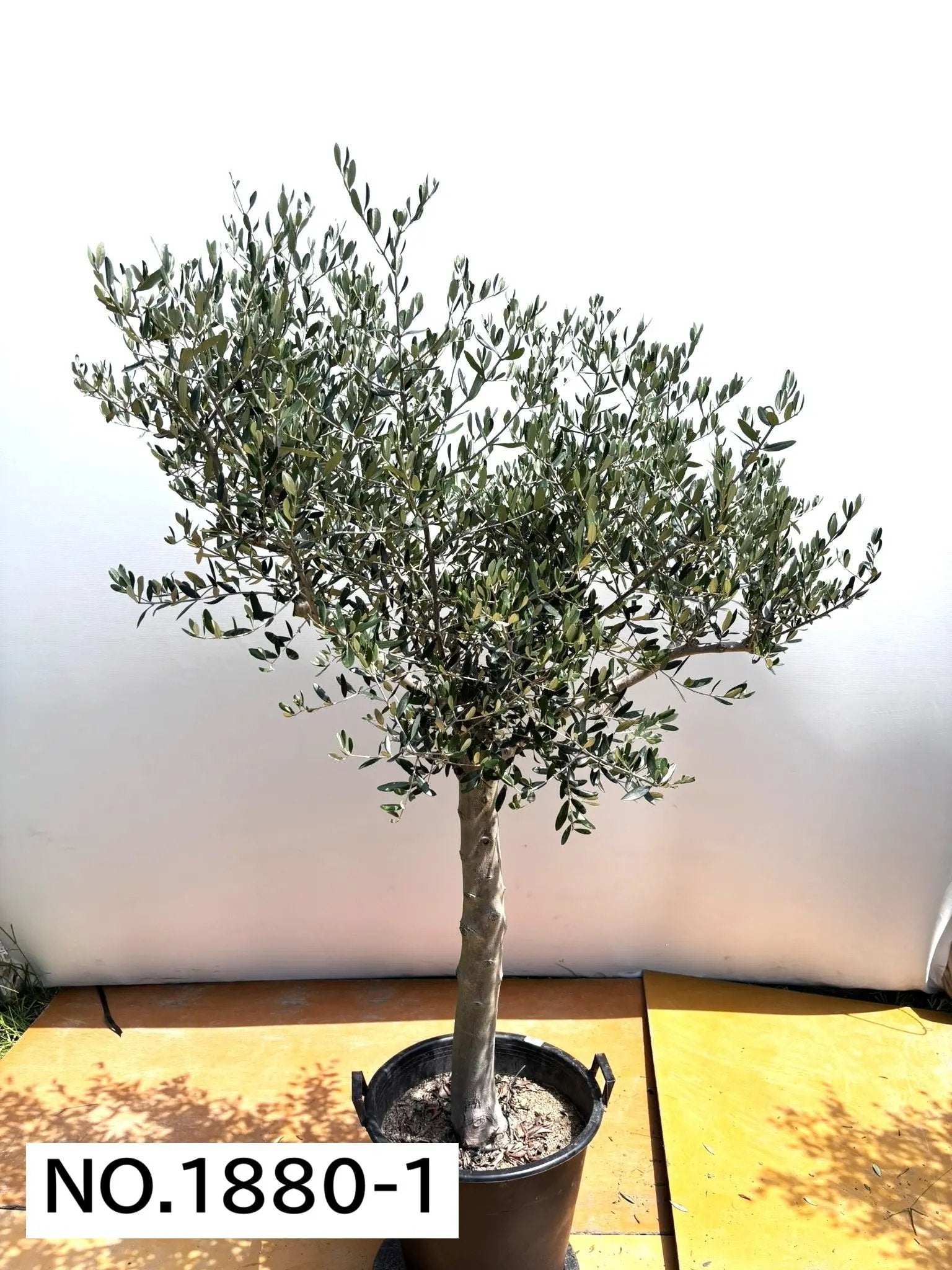 ルッカ（オリーブの木）｜XL｜NO.1880｜約200cm｜人気・寒冷地OK
