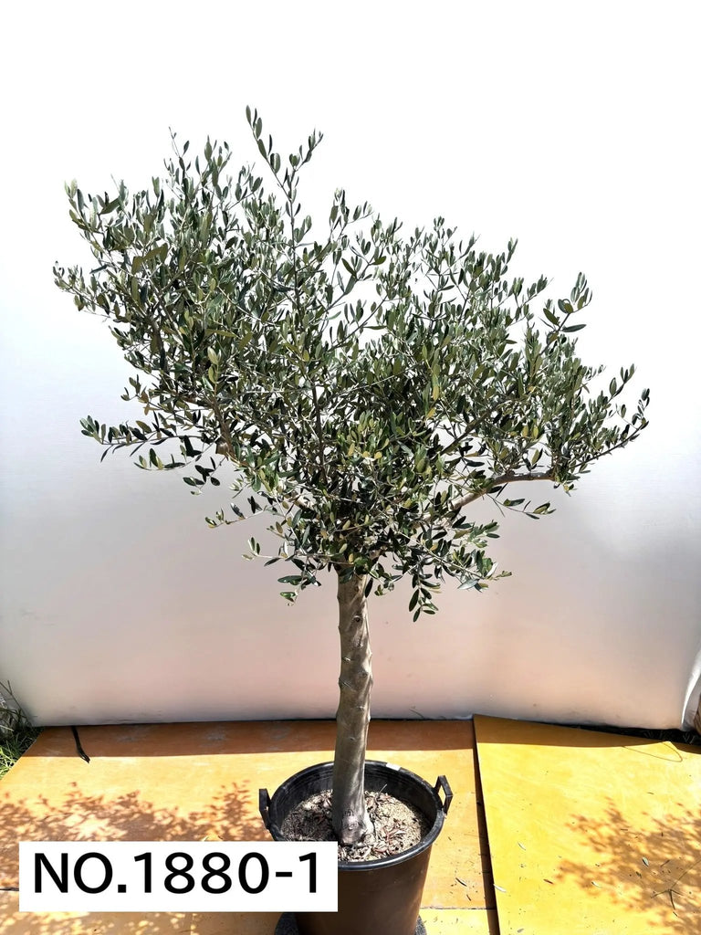 ルッカ（オリーブの木）｜XL｜NO.1880｜約200cm｜人気・寒冷地OK