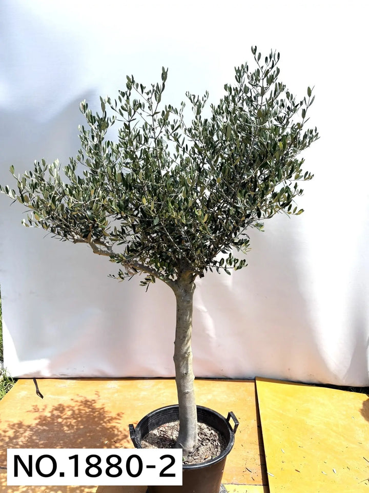 オリーブの木 ルッカ 盆栽風 8号 約40cm 現品販売 法人限定】ルッカ（オリーブの木）｜XL｜NO.1880｜約200cm｜人気・寒冷