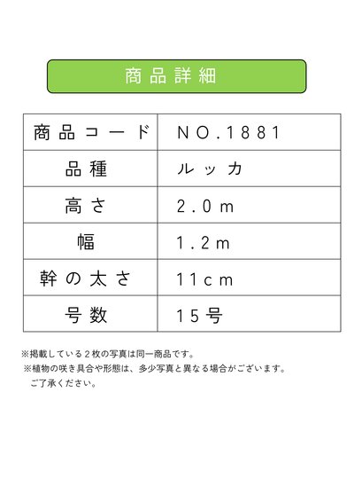 【法人限定】ルッカ（オリーブの木）｜XL｜NO.1881｜約200cm｜人気・寒冷地OK 株式会社鶴亀園