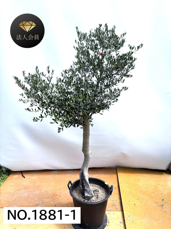 ヒリー　雷神　親株 法人限定】ルッカ（オリーブの木）｜XL｜NO.1881｜約200cm｜人気・寒冷