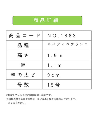 NEW【人気・開帳型】ネバディロブランコ（オリーブの木）〈大型商品〉｜約150cm｜XLサイズ｜No.1883 株式会社鶴亀園