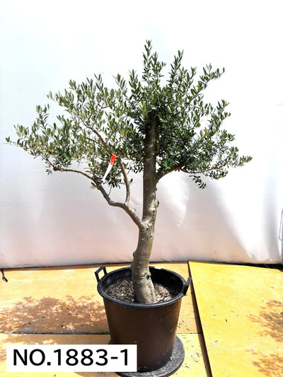 NEW【人気・開帳型】ネバディロブランコ（オリーブの木）〈大型商品〉｜約150cm｜XLサイズ｜No.1883 株式会社鶴亀園