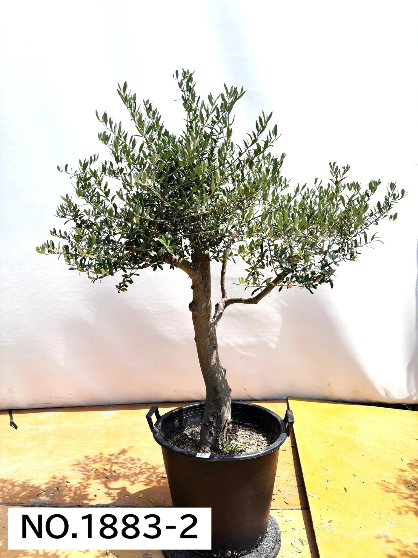 NEW【人気・開帳型】ネバディロブランコ（オリーブの木）〈大型商品〉｜約150cm｜XLサイズ｜No.1883 株式会社鶴亀園