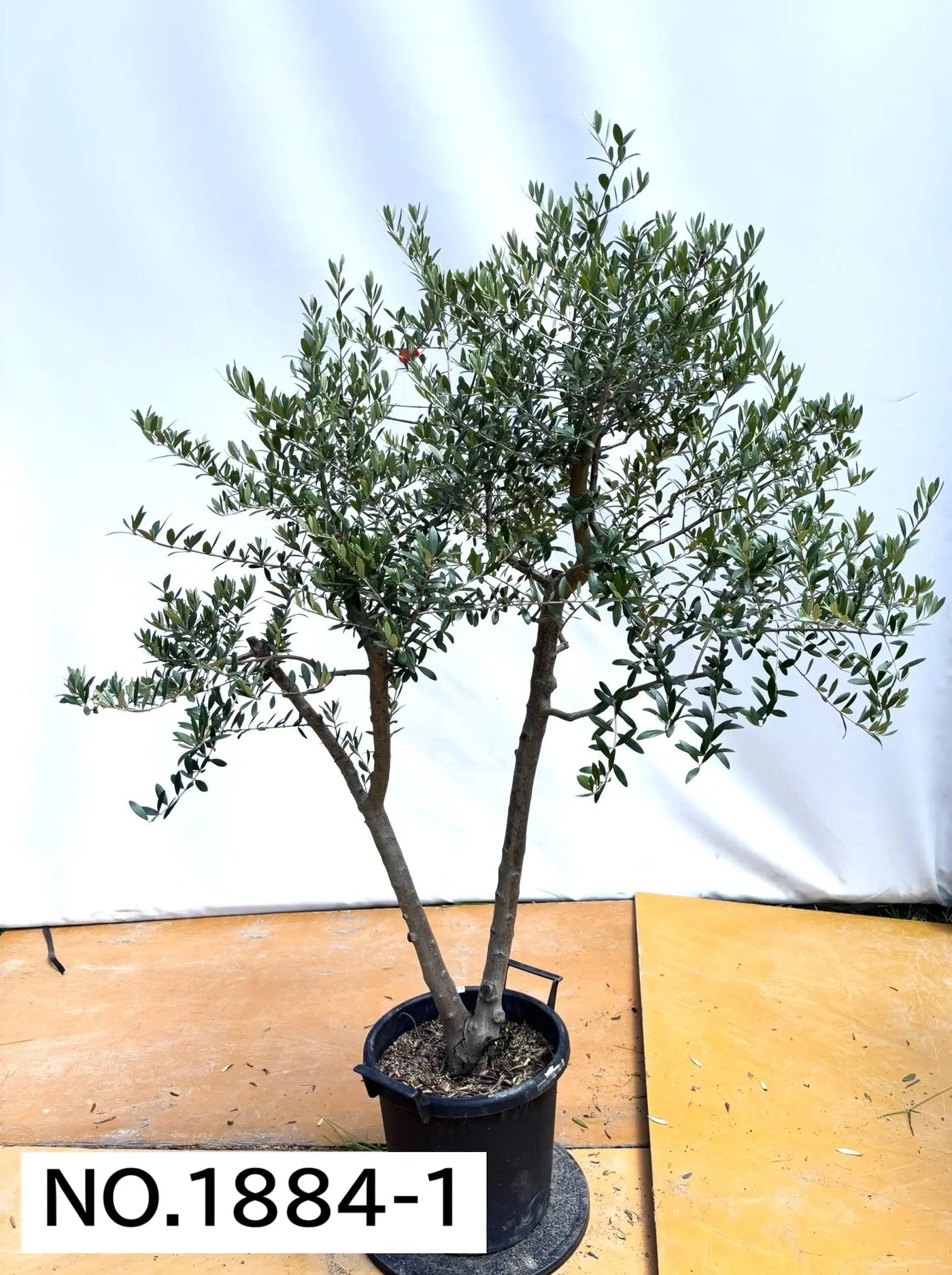 NEW【人気・開帳型】ネバディロブランコ（オリーブの木）〈大型商品〉｜約170cm｜XLサイズ｜No.1884 株式会社鶴亀園