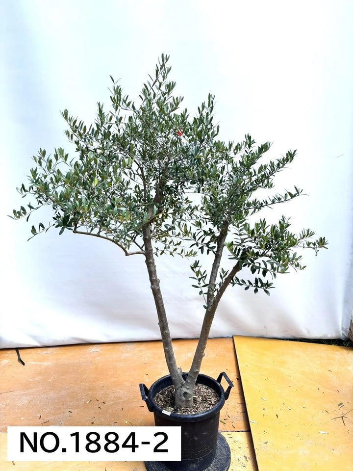 オリーブの木　ネバディロブランコ　大型　約170cm　NO.2161　人気　現品 人気・開帳型】ネバディロブランコ（オリーブの木）〈大型商品