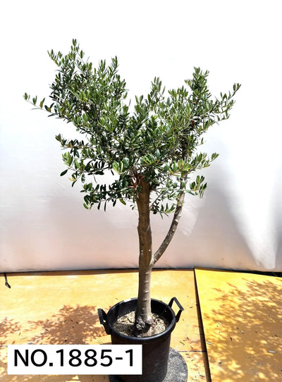 NEW【人気・開帳型】ネバディロブランコ（オリーブの木）〈大型商品〉｜約150cm｜XLサイズ｜No.1885 株式会社鶴亀園