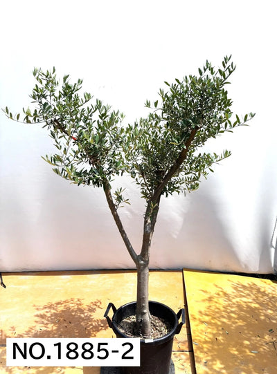 NEW【人気・開帳型】ネバディロブランコ（オリーブの木）〈大型商品〉｜約150cm｜XLサイズ｜No.1885 株式会社鶴亀園