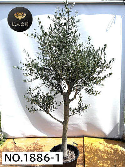 【法人限定】ルッカ（オリーブの木）｜XL｜NO.1886｜約220cm｜人気・寒冷地OK 株式会社鶴亀園