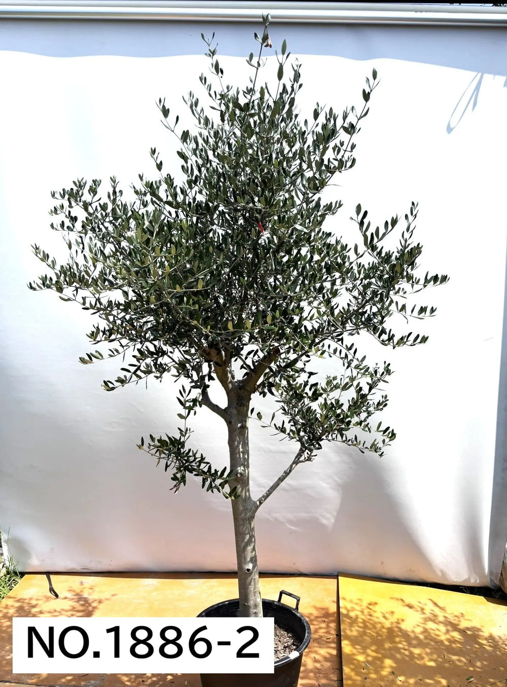 風格ある古木オリーブ - 株式会社鶴亀園 – ページ11