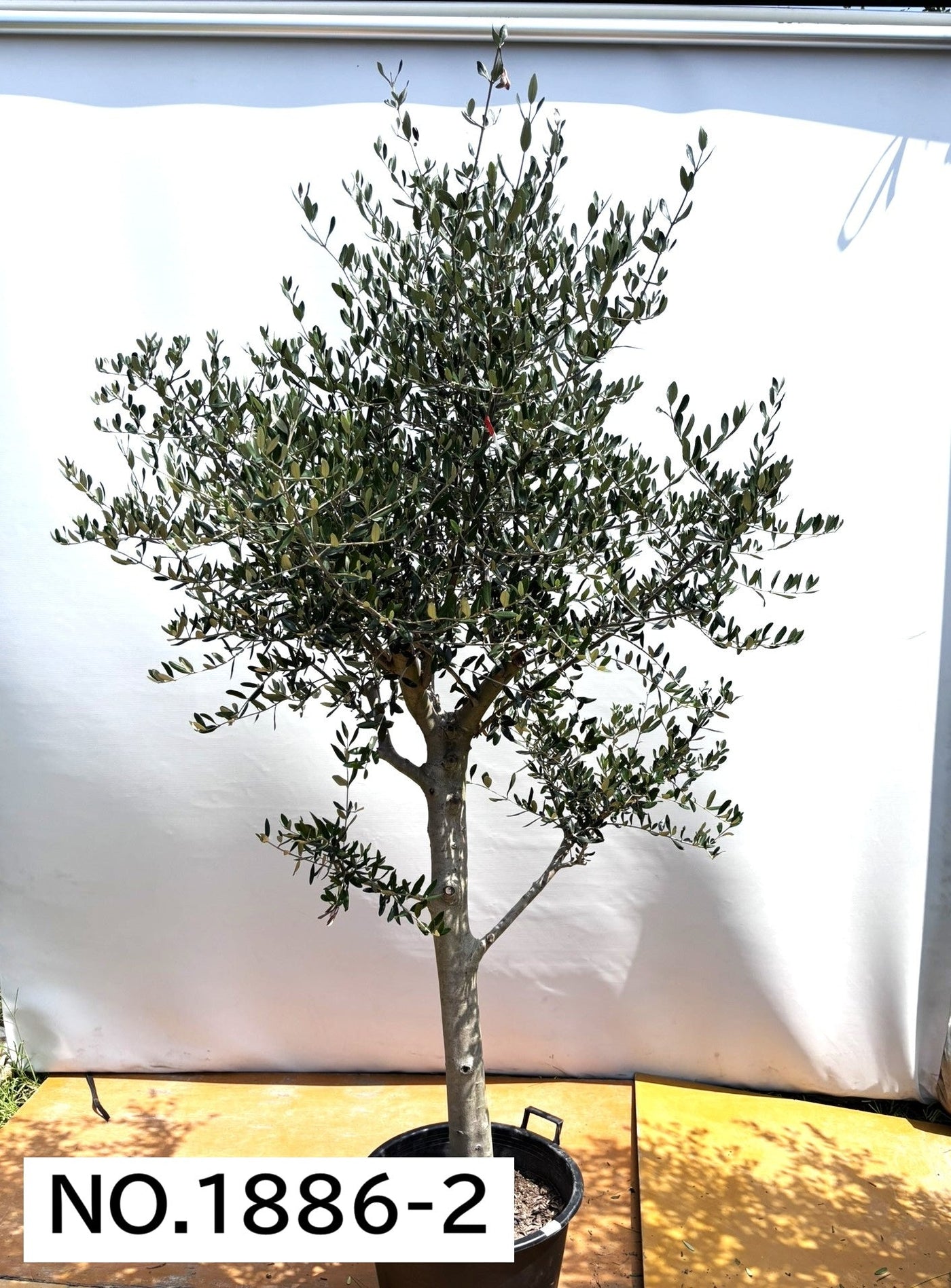 【法人限定】ルッカ（オリーブの木）｜XL｜NO.1886｜約220cm｜人気・寒冷地OK 株式会社鶴亀園