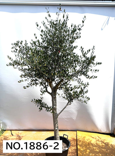 【法人限定】ルッカ（オリーブの木）｜XL｜NO.1886｜約220cm｜人気・寒冷地OK 株式会社鶴亀園