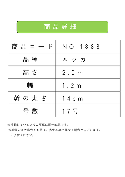 【法人限定】ルッカ（オリーブの木）｜XL｜NO.1888｜約200cm｜人気・寒冷地OK 株式会社鶴亀園