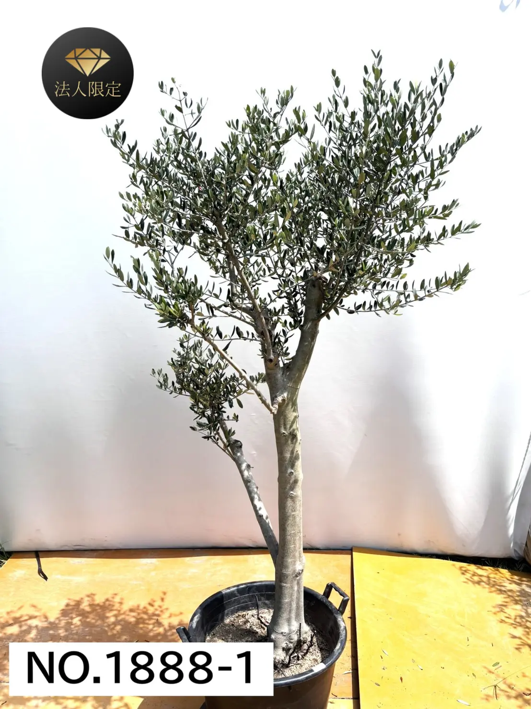 オリーブの木　ルッカ　8号　約145cm　NO.679　人気品種　現品掲載 オリーブの木 ルッカ 8号 約145cm NO.679 人気品種 現品掲載