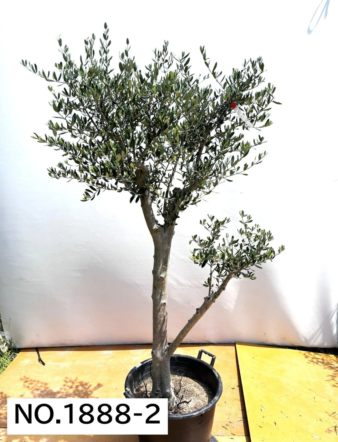 超逸品。オリーブ ルッカ2.7M(鉢底から) オリーブの木 ルッカ 6号鉢苗 鉢底から110cm程度 開帳型 観葉植物 屋外