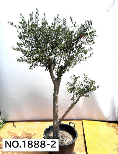 【法人限定】ルッカ（オリーブの木）｜XL｜NO.1888｜約200cm｜人気・寒冷地OK 株式会社鶴亀園