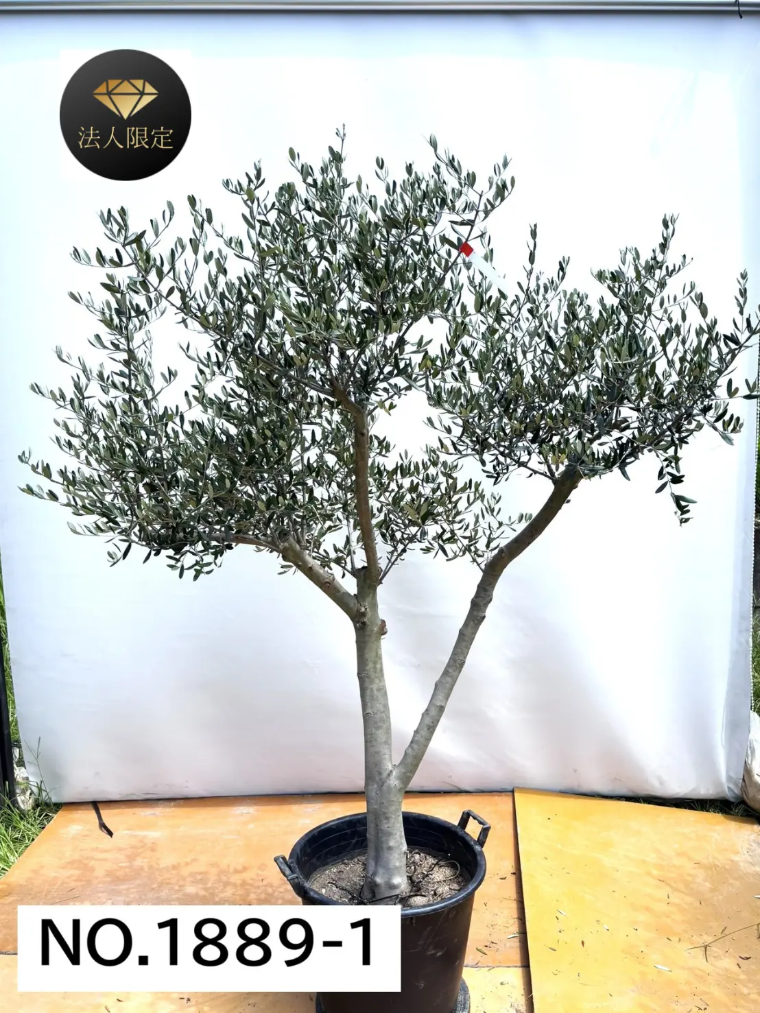 【法人限定】ルッカ（オリーブの木）｜XL｜NO.1889｜約200cm｜人気・寒冷地OK