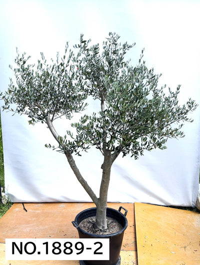 【法人限定】ルッカ（オリーブの木）｜XL｜NO.1889｜約200cm｜人気・寒冷地OK 株式会社鶴亀園