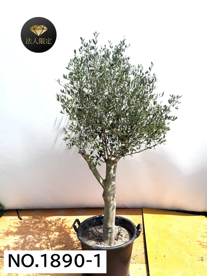 法人限定】ルッカ（オリーブの木）｜XL｜NO.1890｜約200cm｜人気・寒冷