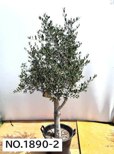 【法人限定】ルッカ（オリーブの木）｜XL｜NO.1890｜約200cm｜人気・寒冷地OK 株式会社鶴亀園