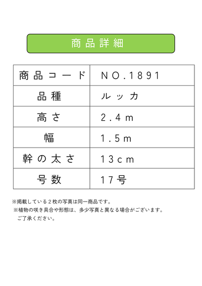 【法人限定】ルッカ（オリーブの木）｜XL｜NO.1892｜約210cm｜人気・寒冷地OK 株式会社鶴亀園