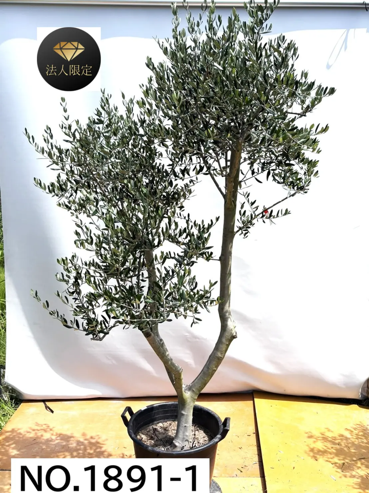 オリーブの木　ルッカ　7号　約140cm　NO.708　人気品種　現品掲載 オリーブの木 ルッカ 7号 約140cm NO.708 人気品種 現品掲載 オリーブの
