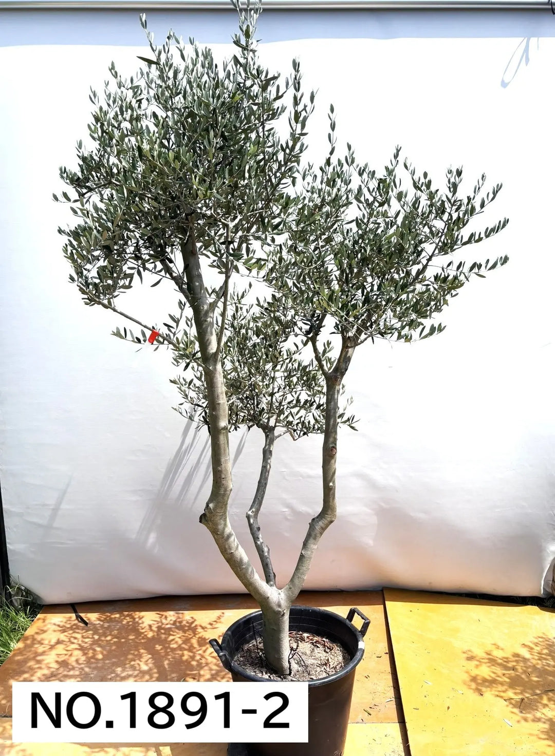 (引取り限定)オリーブの木 法人限定】ルッカ（オリーブの木）｜XL｜NO.1891｜約240cm｜人気・寒冷