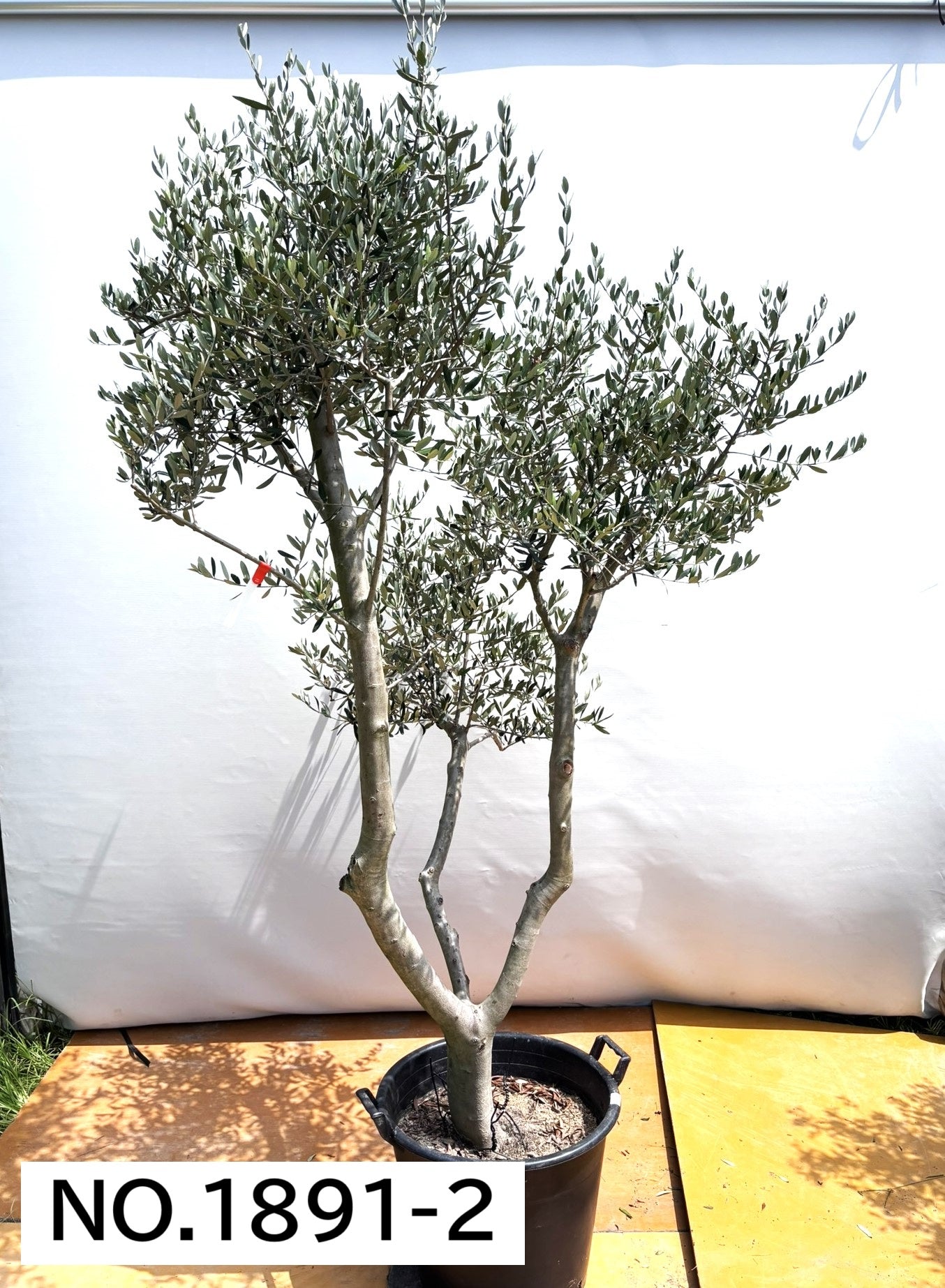 【法人限定】ルッカ（オリーブの木）｜XL｜NO.1892｜約210cm｜人気・寒冷地OK 株式会社鶴亀園