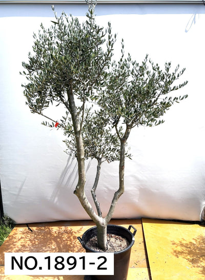 【法人限定】ルッカ（オリーブの木）｜XL｜NO.1892｜約210cm｜人気・寒冷地OK 株式会社鶴亀園