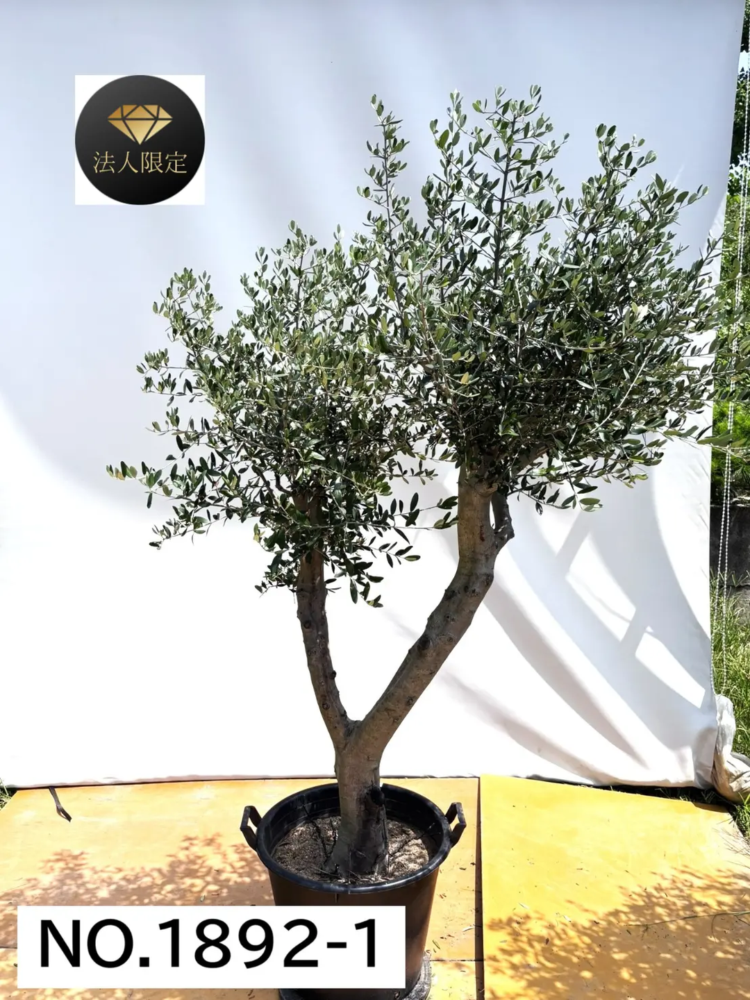 風格ある古木オリーブ - 株式会社鶴亀園 – ページ8