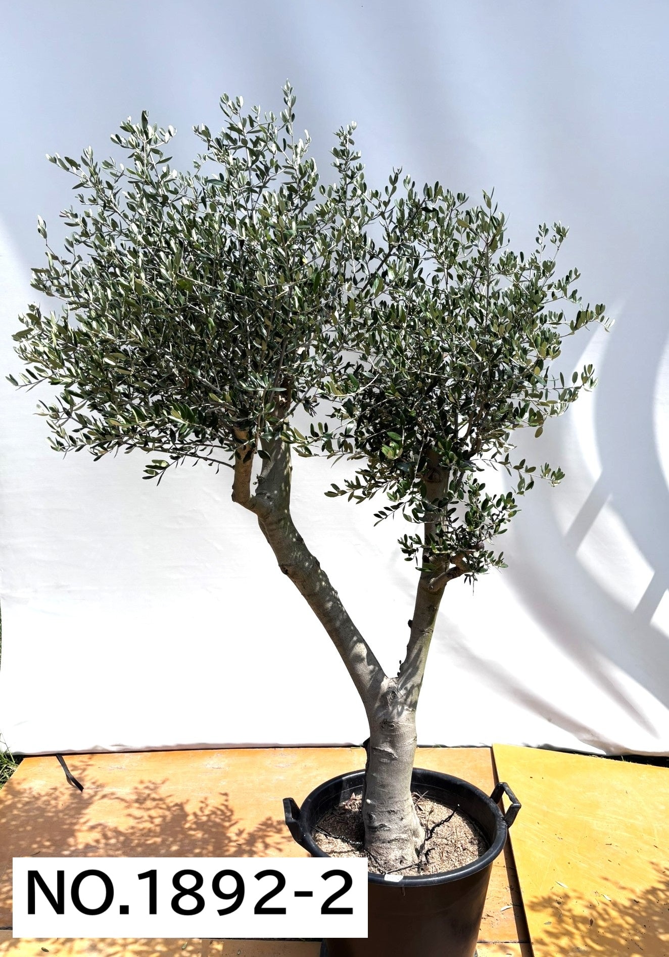 【法人限定】ルッカ（オリーブの木）｜XL｜NO.1892｜約210cm｜人気・寒冷地OK 株式会社鶴亀園