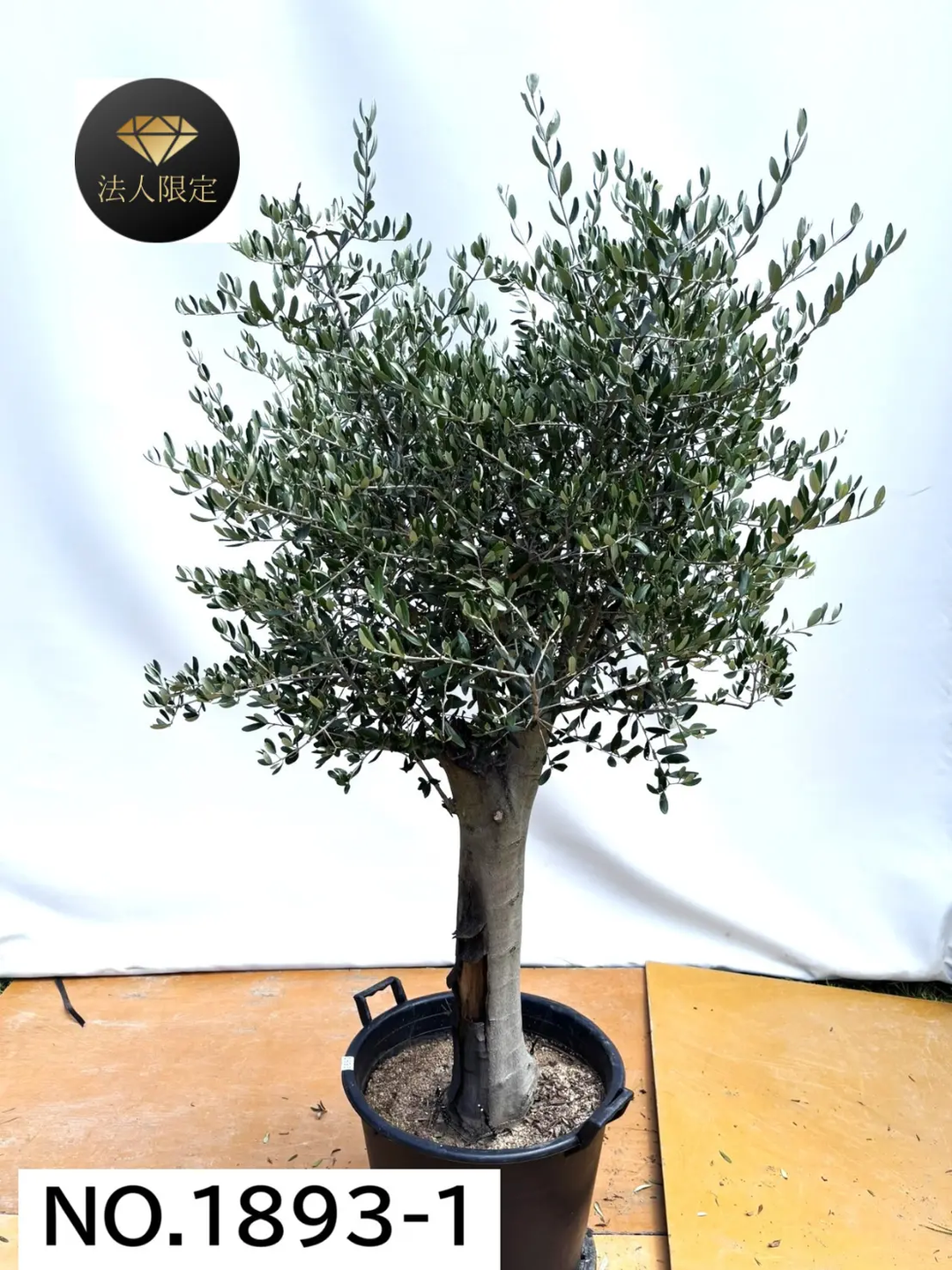 オリーブの木,た植物/観葉植物ルッカ『特大、綺麗な樹形。樹高約150㌢ 1893-4_1080x.png?v=1762236737