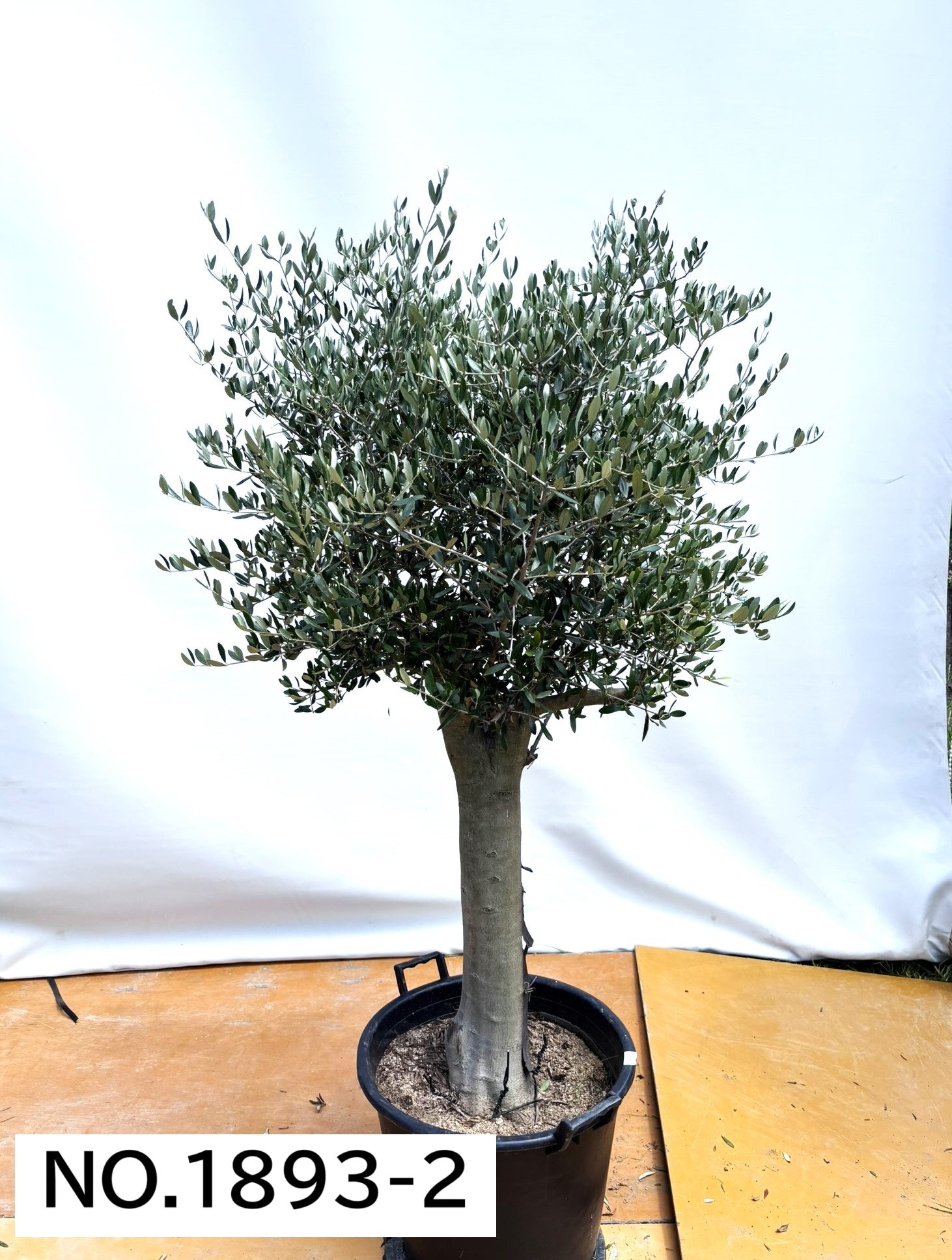 オリーブの木　ルッカ　約180cm　NO.1865　大型　現品掲載　人気品種 法人限定】ルッカ（オリーブの木）｜XL｜NO.1893｜約180cm｜人気