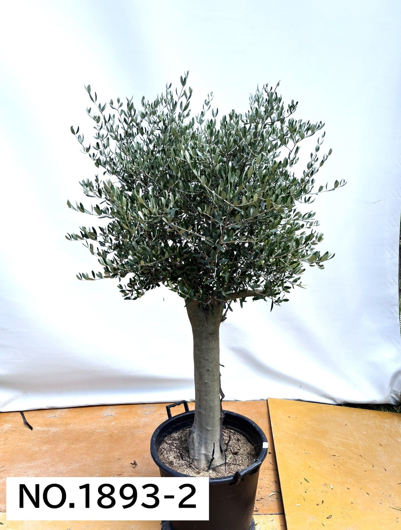 【法人限定】ルッカ（オリーブの木）｜XL｜NO.1893｜約180cm｜人気・寒冷地OK 株式会社鶴亀園
