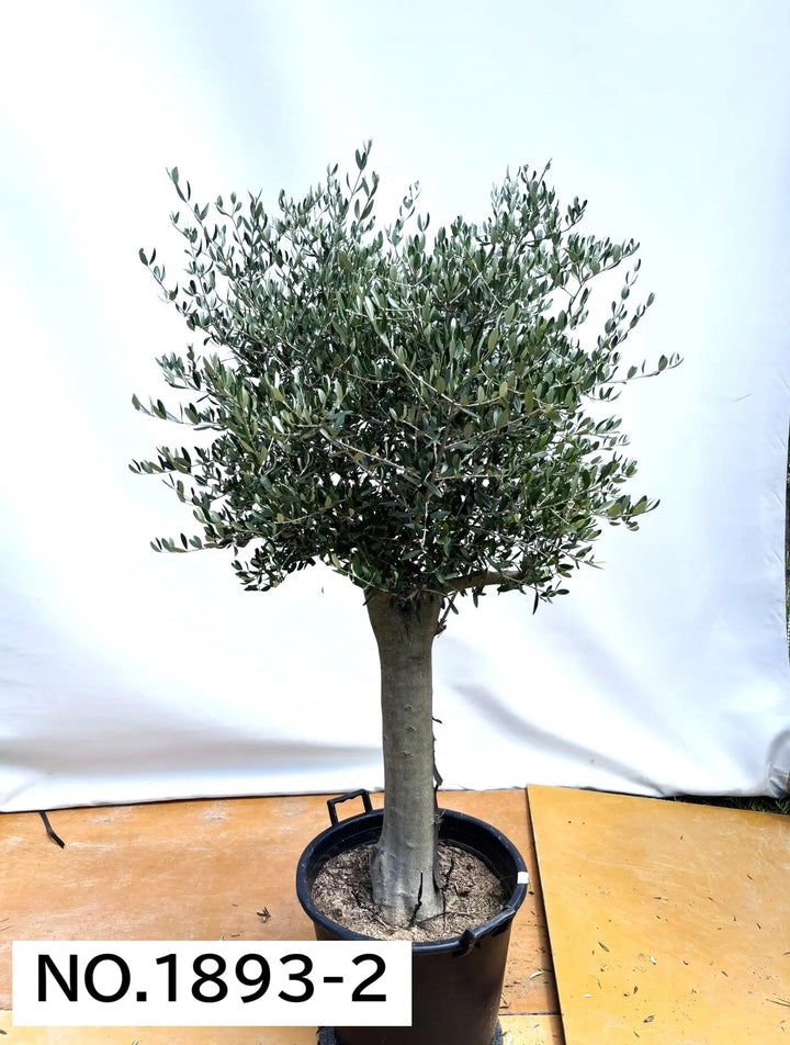 法人限定】ルッカ（オリーブの木）｜XL｜NO.1893｜約180cm｜人気・寒冷