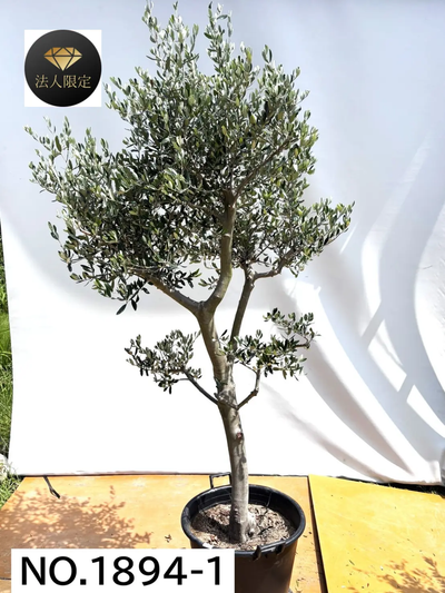 【法人限定】ルッカ（オリーブの木）｜XL｜NO.1894｜約230cm｜人気・寒冷地OK
