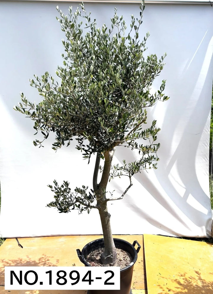 オリーブの木　ルッカ　約190cm　NO.1875　大型　現品掲載　人気品種 オリーブの木ルッカ約190cmNO.1875大型現品掲載人気品種