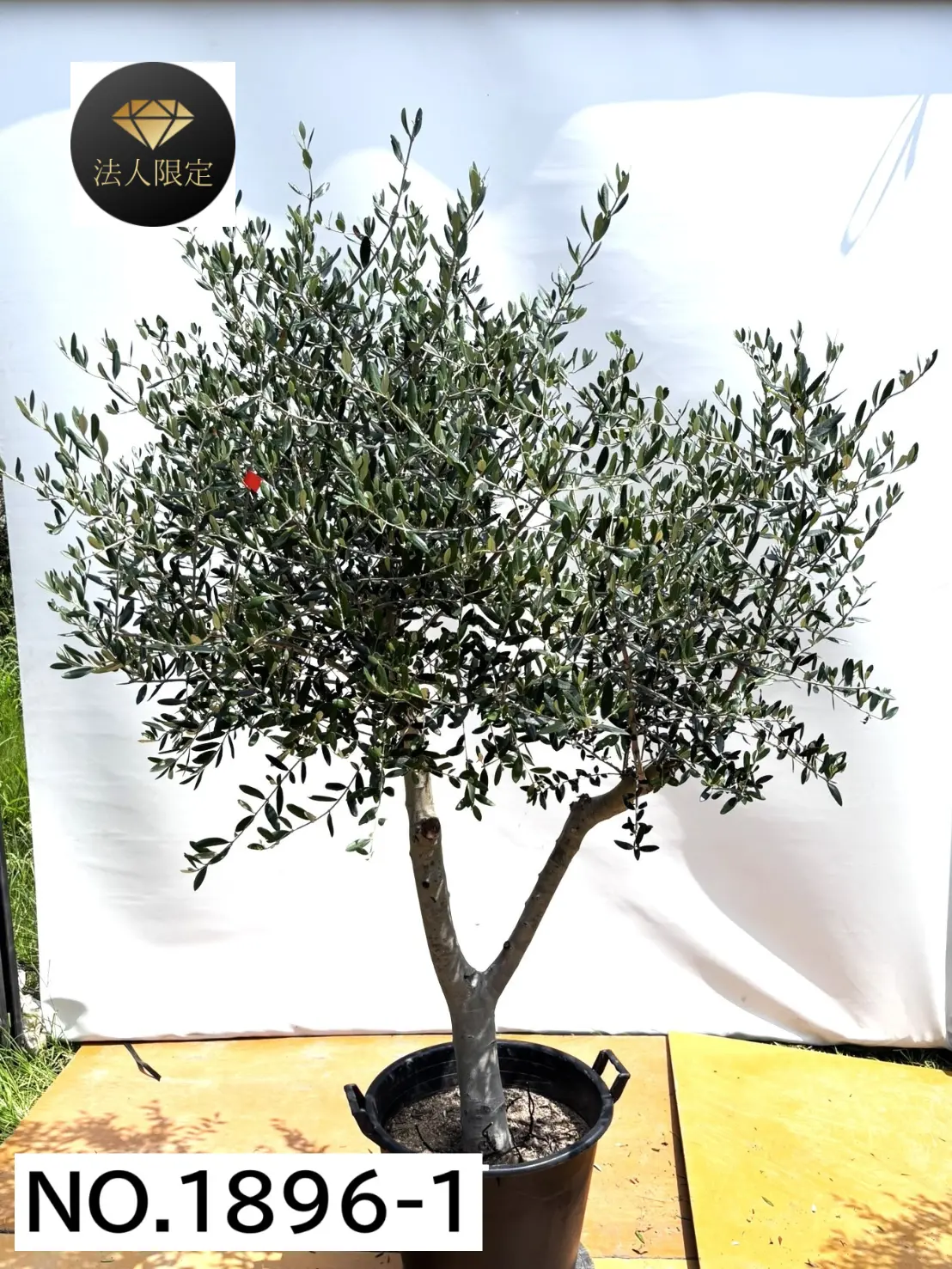 【法人限定】ルッカ（オリーブの木）｜XL｜NO.1896｜約220cm｜人気・寒冷地OK
