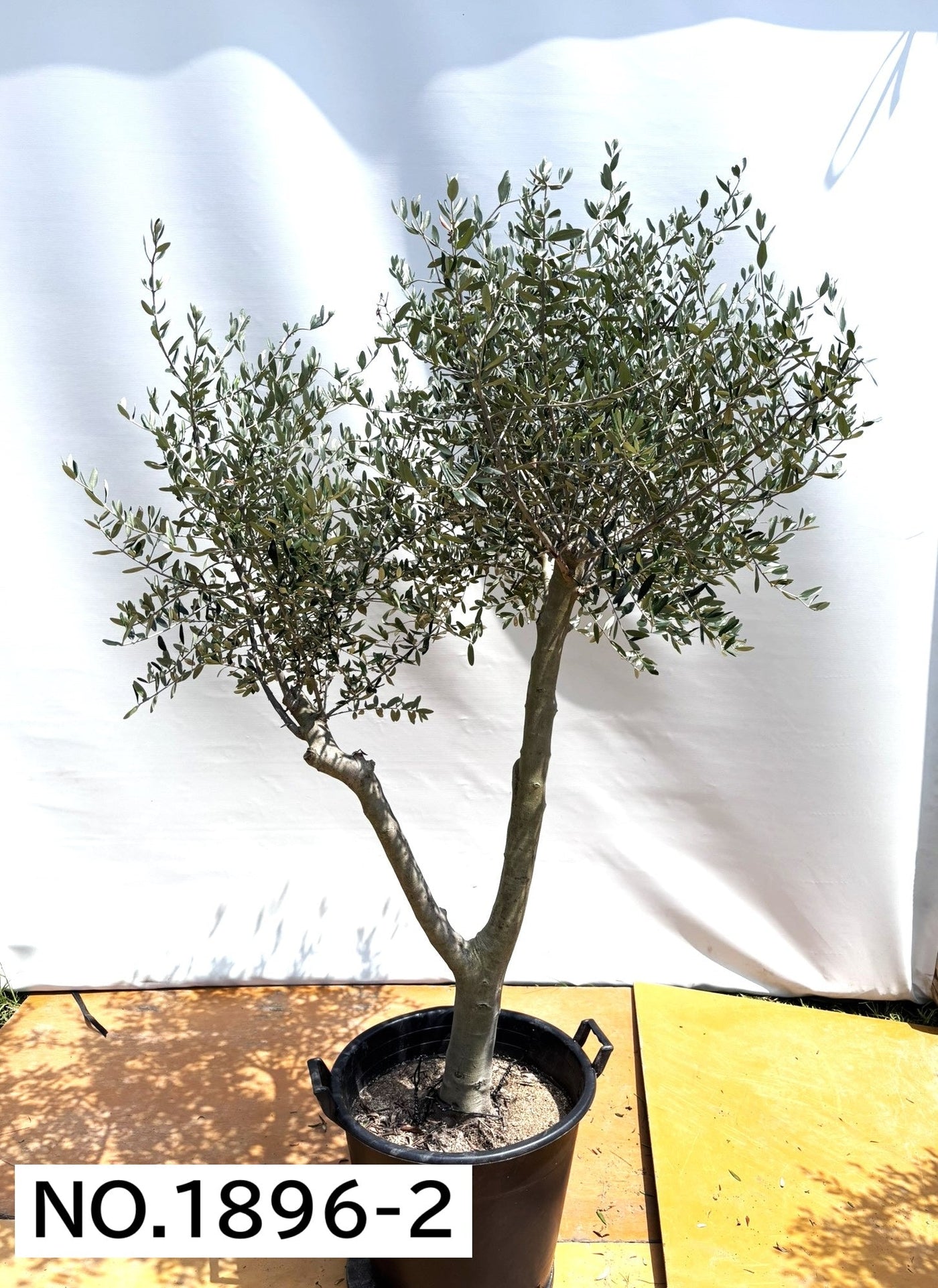 【法人限定】ルッカ（オリーブの木）｜XL｜NO.1896｜約220cm｜人気・寒冷地OK 株式会社鶴亀園